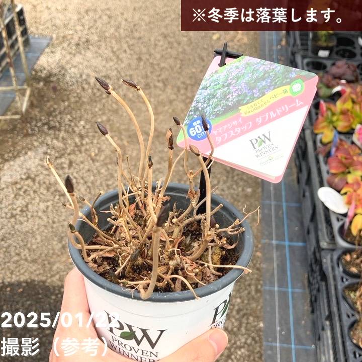 PW ヤマアジサイ タフスタッフ ダブルドリーム 11cmロングポット｜花木