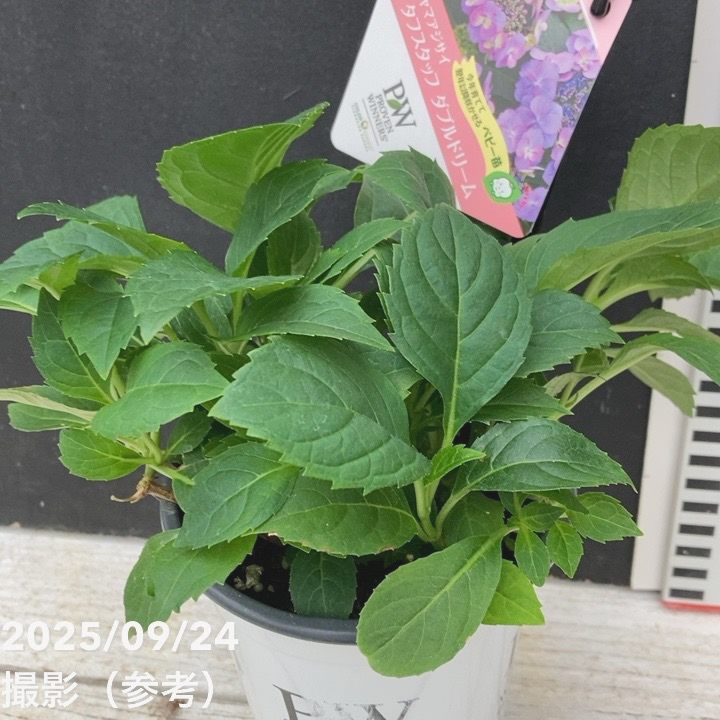 PW ヤマアジサイ タフスタッフ ダブルドリーム 11cmロングポット｜花木
