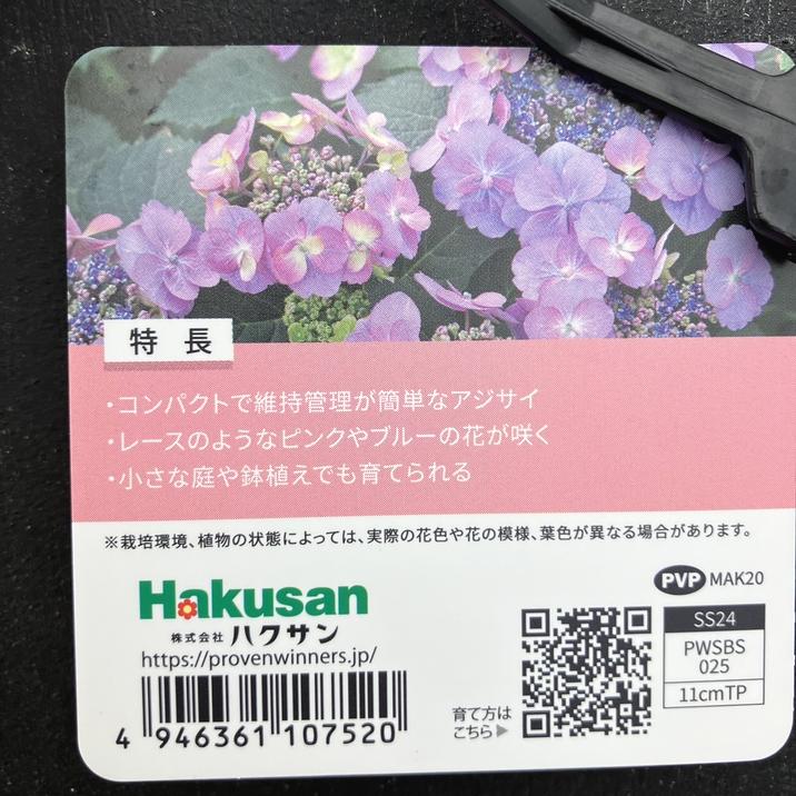 PW ヤマアジサイ タフスタッフ ダブルドリーム 11cmロングポット｜花木