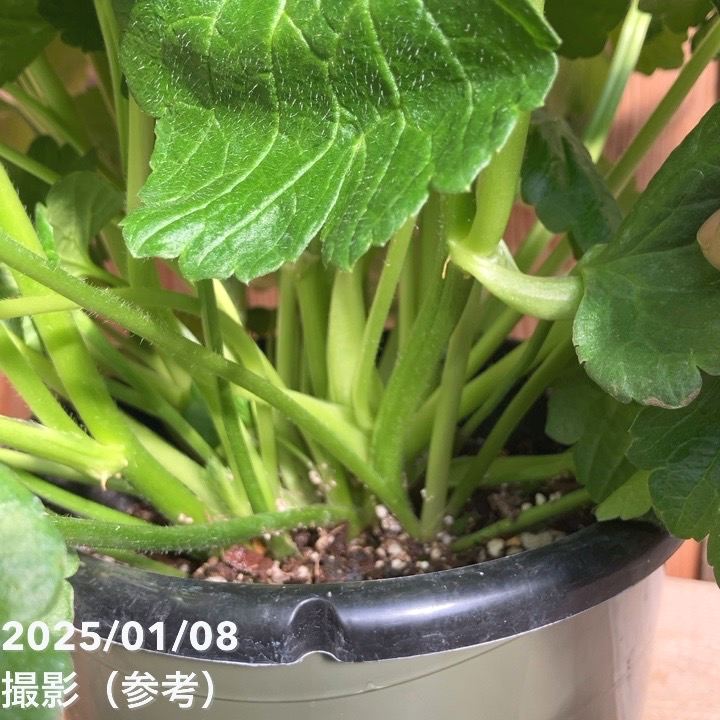 ラナンキュラス ラックスシリーズ 6号（底面給水） ハリオス｜草花10