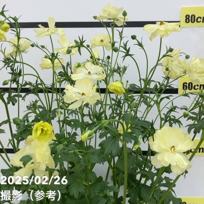 ラナンキュラス ラックスシリーズ 6号（底面給水） ハリオス｜草花10