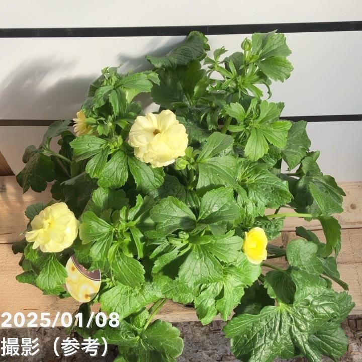 ラナンキュラス ラックスシリーズ 6号（底面給水） ハリオス｜草花10