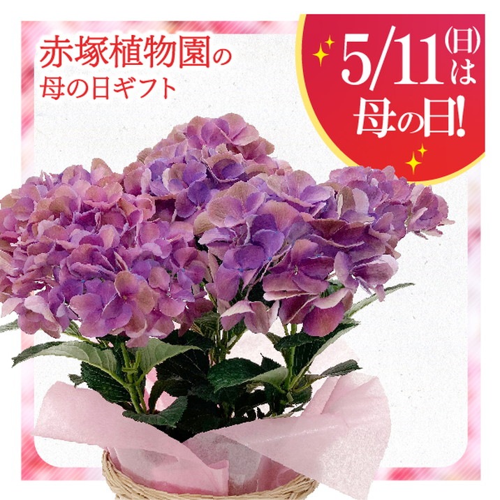 塩原園芸オリジナル】 秋色系紫陽花 『クイーンズブラック