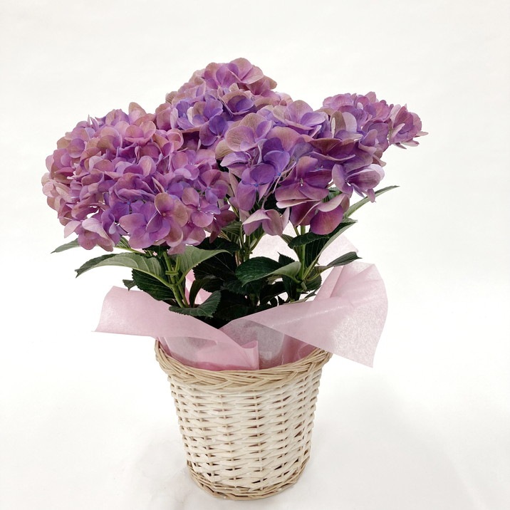 お届け5/14以降】母の日ギフト2025 アジサイ クイーンズブラック 5号