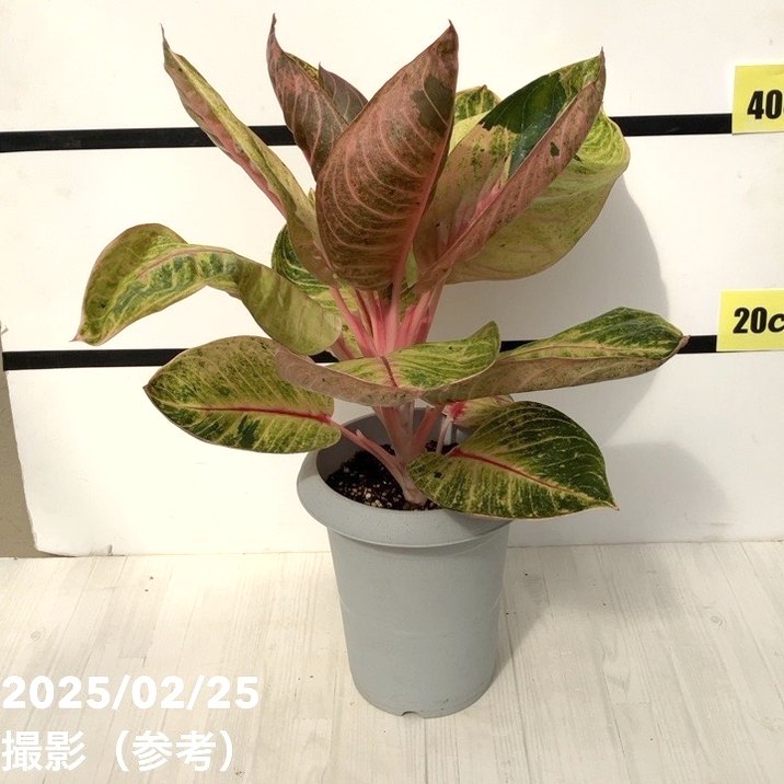 現品お届け】アグラオネマ 6号 ムーンライト｜観葉10-TU | 観葉・多肉