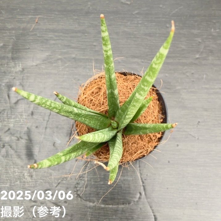 サンスベリア 3号角鉢 ダンシングクイーン Dancing Queen 6-7cmポット