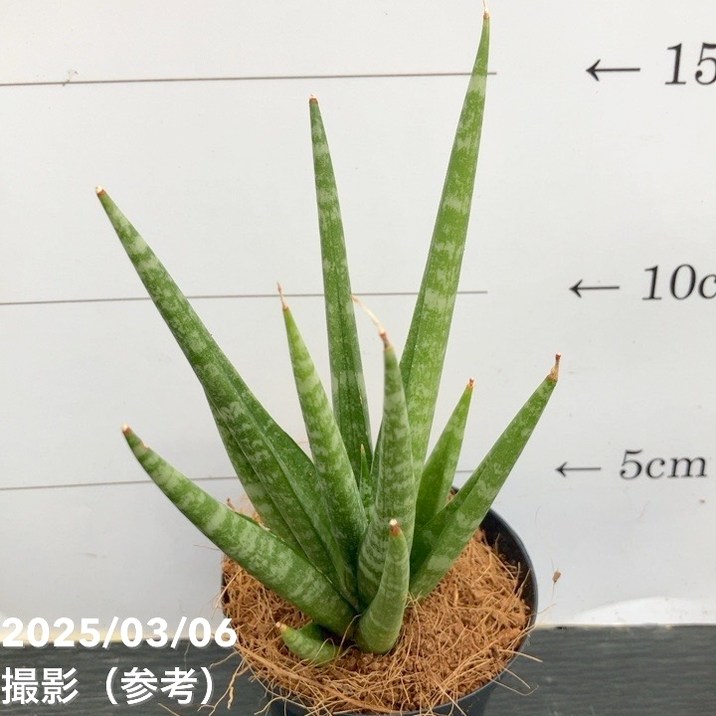 期間限定10％OFF！】サンスベリア 3号角鉢 ダンシングクイーン Dancing