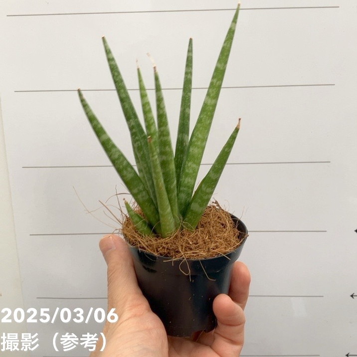 サンスベリア 3号角鉢 ダンシングクイーン Dancing Queen 6-7cmポット