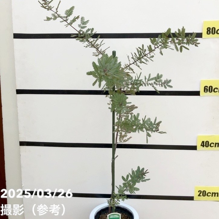 銀葉アカシア プルプレア 6号ポット｜花木10-TU | 花木・庭木,ミモザ