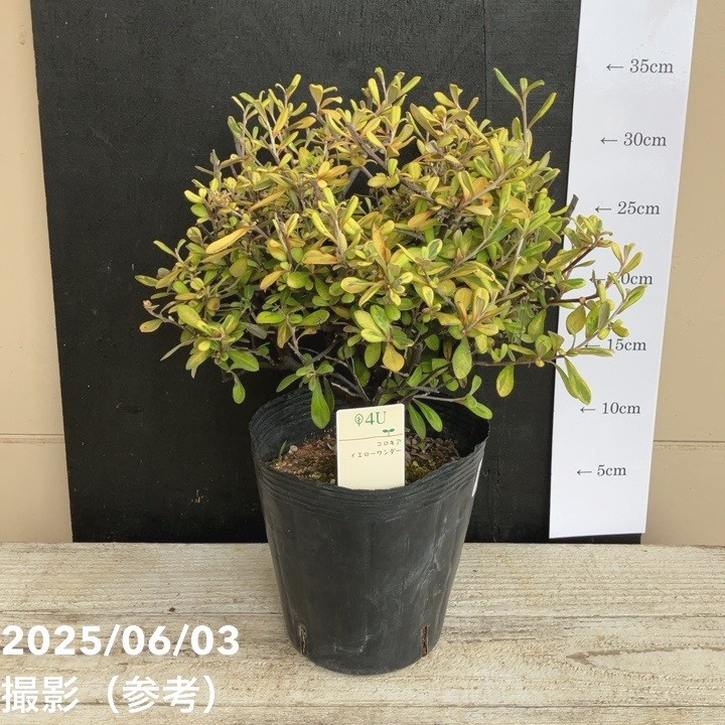 コロキア イエローワンダー 5号|花木04-PA