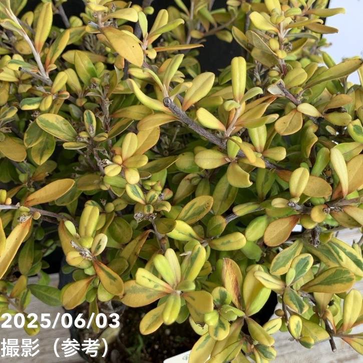 コロキア イエローワンダー 5号|花木04-PA