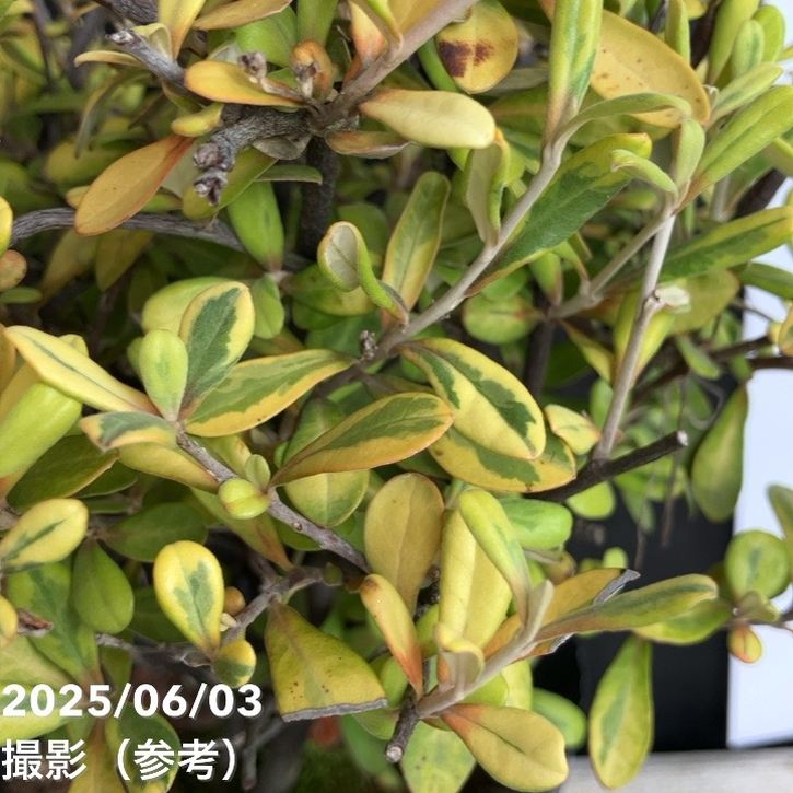 コロキア イエローワンダー 5号|花木04-PA