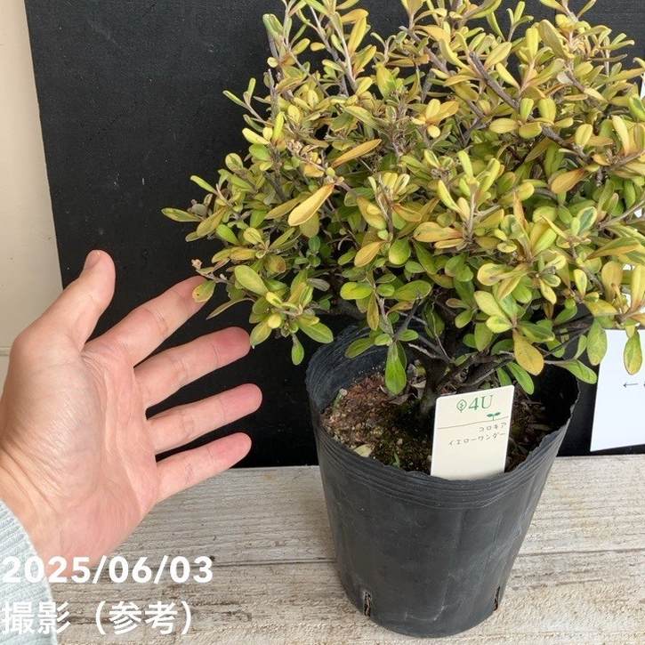 コロキア イエローワンダー 5号|花木04-PA