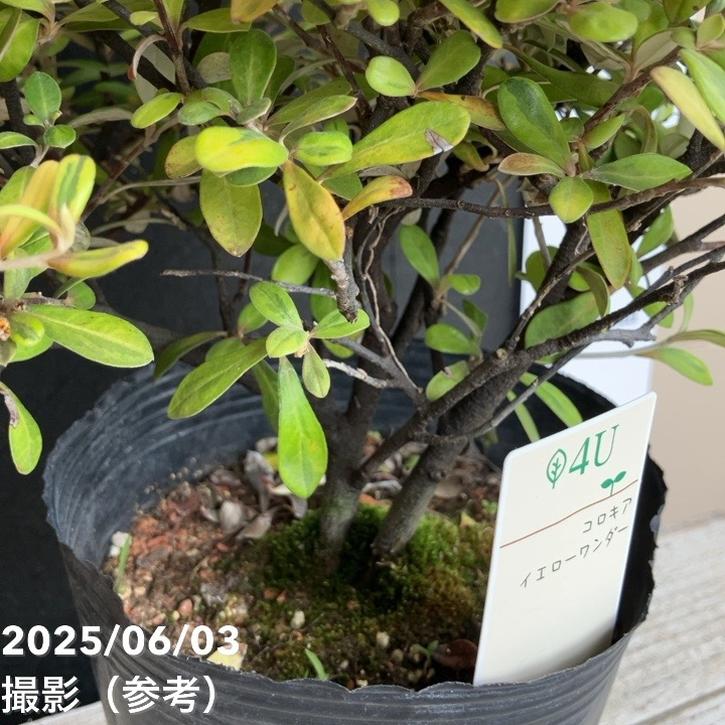 コロキア イエローワンダー 5号|花木04-PA