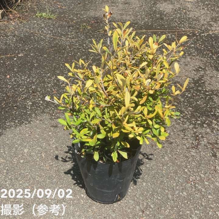 コロキア イエローワンダー 5号|花木04-PA