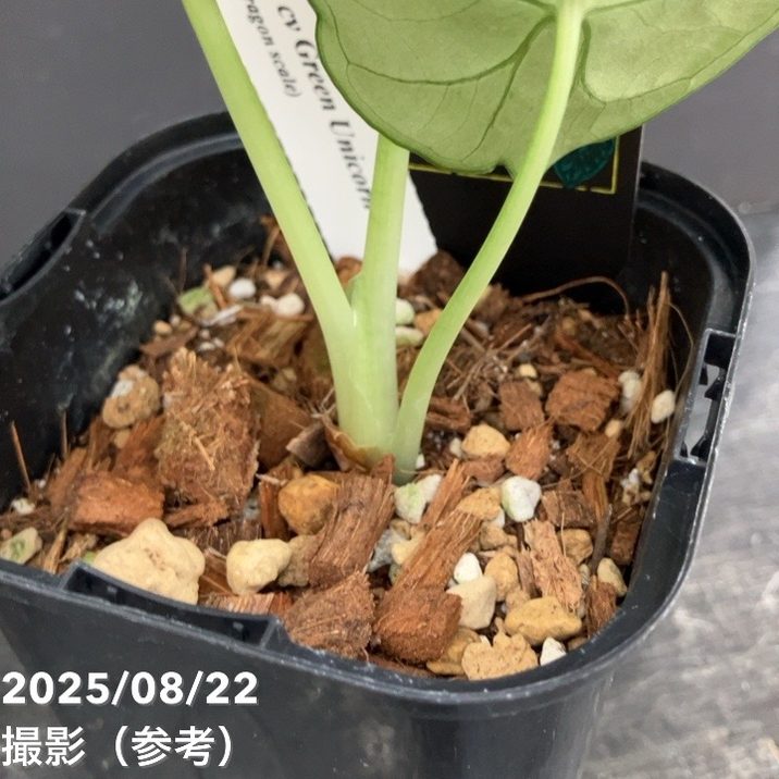 【期間限定10%OFF!】【現品お届け】アロカシア グリーンユニコーン Alocasia cv Green Unicon 3.5号(3)|観葉10-TU