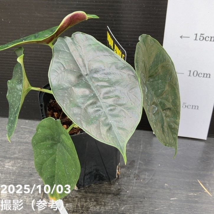 【期間限定10%OFF!】【現品お届け】アロカシア グリーンユニコーン Alocasia cv Green Unicon 3.5号(3)|観葉10-TU