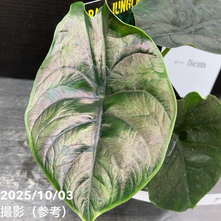 【期間限定10%OFF!】【現品お届け】アロカシア グリーンユニコーン Alocasia cv Green Unicon 3.5号(3)|観葉10-TU