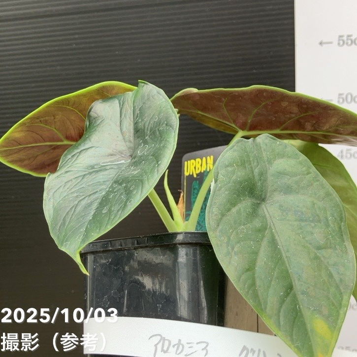 【期間限定10%OFF!】【現品お届け】アロカシア グリーンユニコーン Alocasia cv Green Unicon 3.5号(3)|観葉10-TU