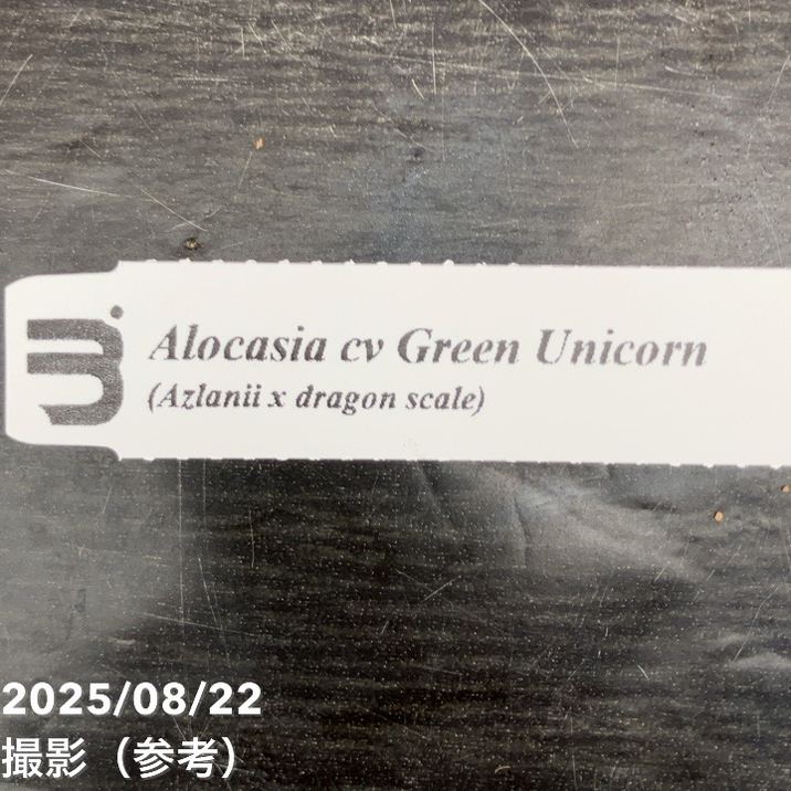 【期間限定10%OFF!】【現品お届け】アロカシア グリーンユニコーン Alocasia cv Green Unicon 3.5号(3)|観葉10-TU