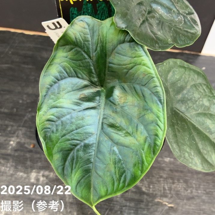 【期間限定10%OFF!】【現品お届け】アロカシア グリーンユニコーン Alocasia cv Green Unicon 3.5号(3)|観葉10-TU