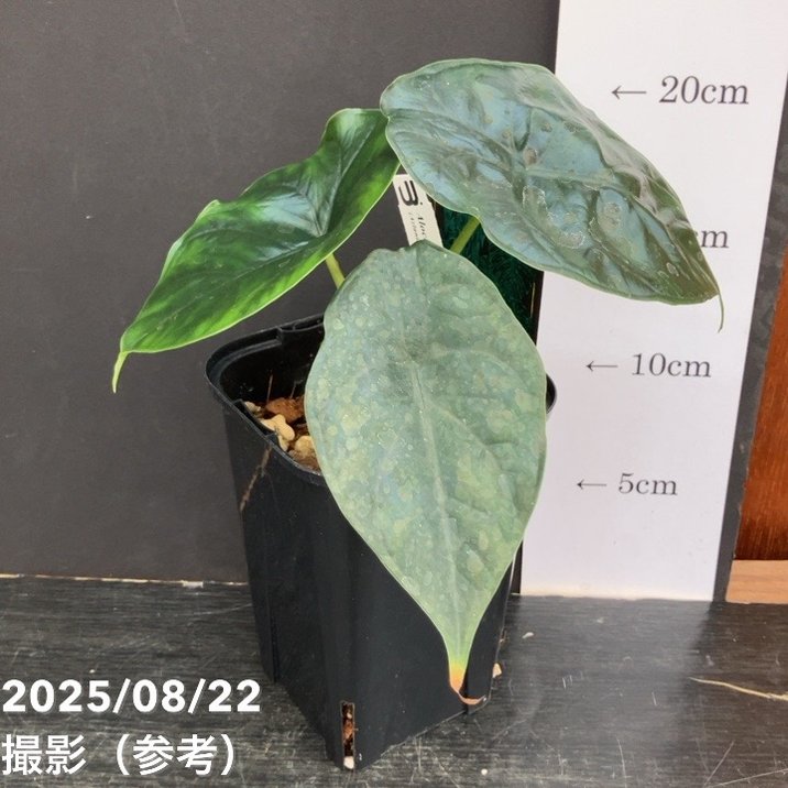 【期間限定10%OFF!】【現品お届け】アロカシア グリーンユニコーン Alocasia cv Green Unicon 3.5号(3)|観葉10-TU