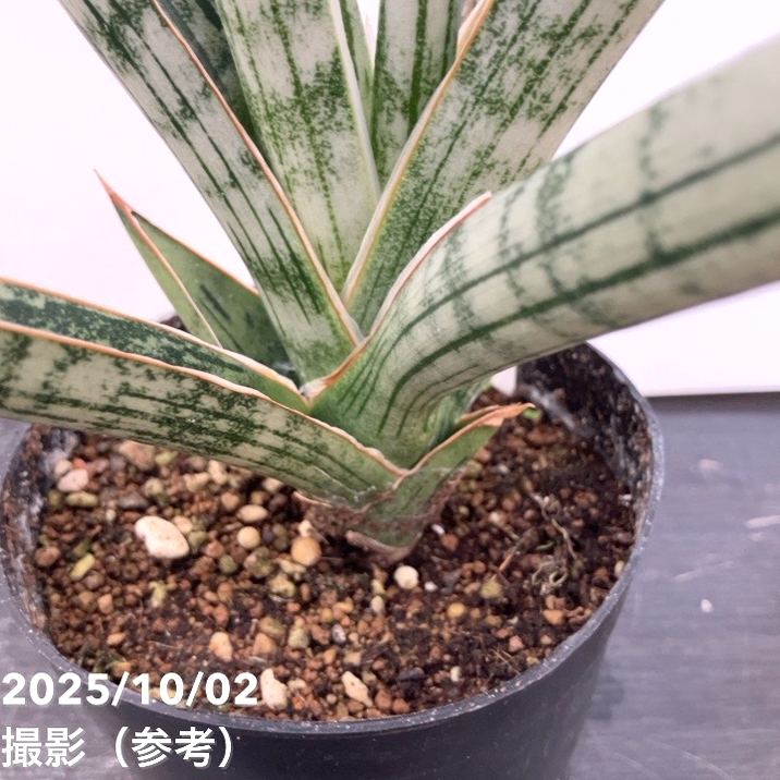 現品お届け】サンスベリア 3.5号 トライデント Trident （S193）| 葉02