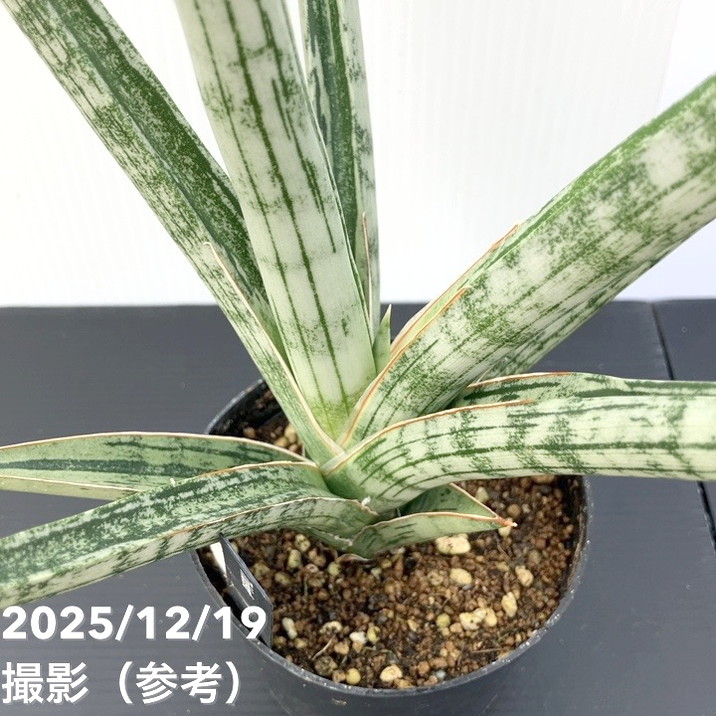 現品お届け】サンスベリア 3.5号 トライデント Trident （S193）| 葉02