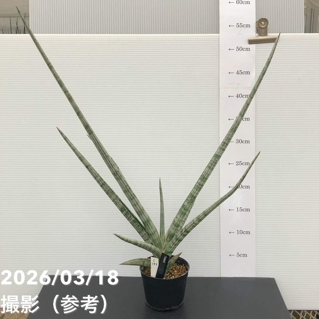 現品お届け】サンスベリア 3.5号 トライデント Trident （S193）| 葉02