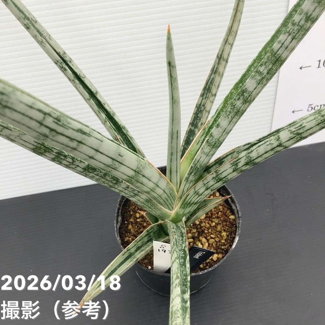 現品お届け】サンスベリア 3.5号 トライデント Trident （S193）| 葉02