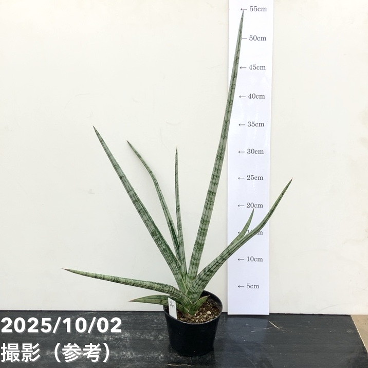 現品お届け】サンスベリア 3.5号 トライデント Trident （S193）| 葉02