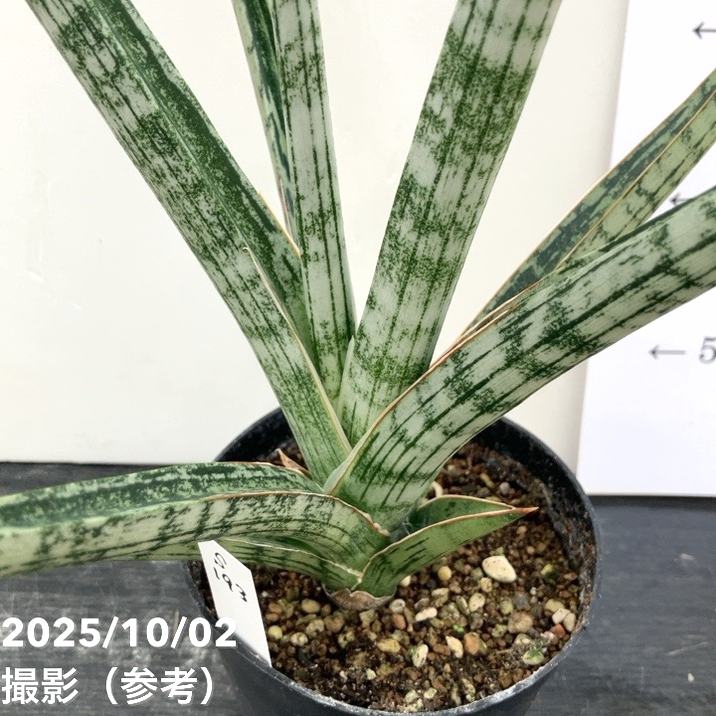 現品お届け】サンスベリア 3.5号 トライデント Trident （S193）| 葉02