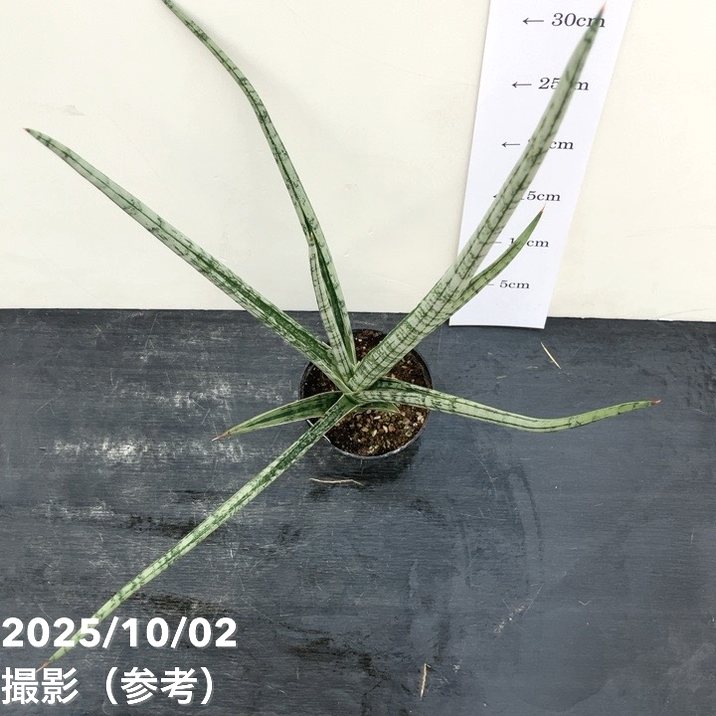 現品お届け】サンスベリア 3.5号 トライデント Trident （S193）| 葉02