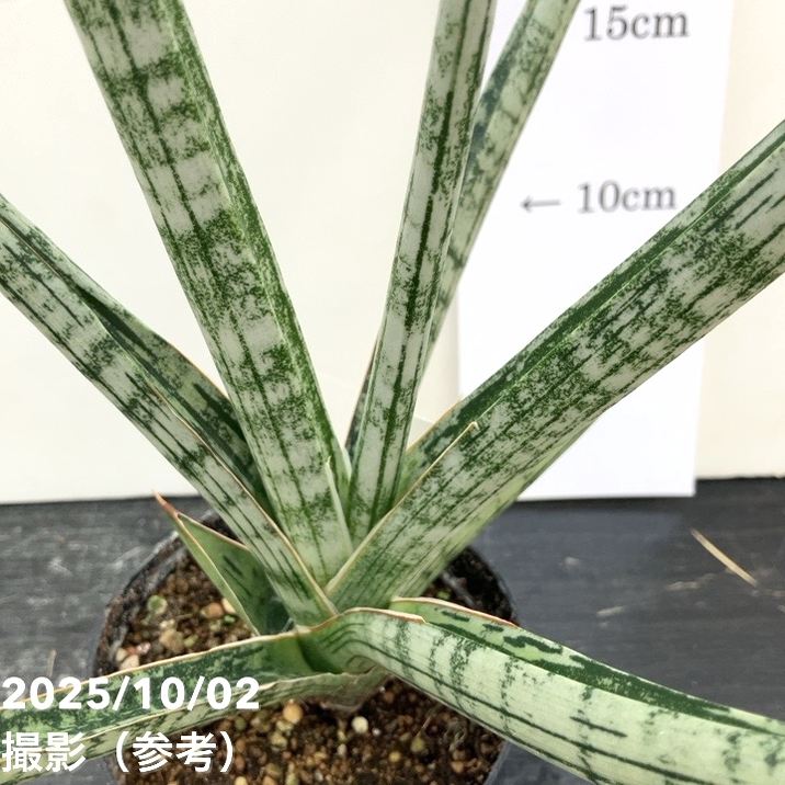 現品お届け】サンスベリア 3.5号 トライデント Trident （S193）| 葉02