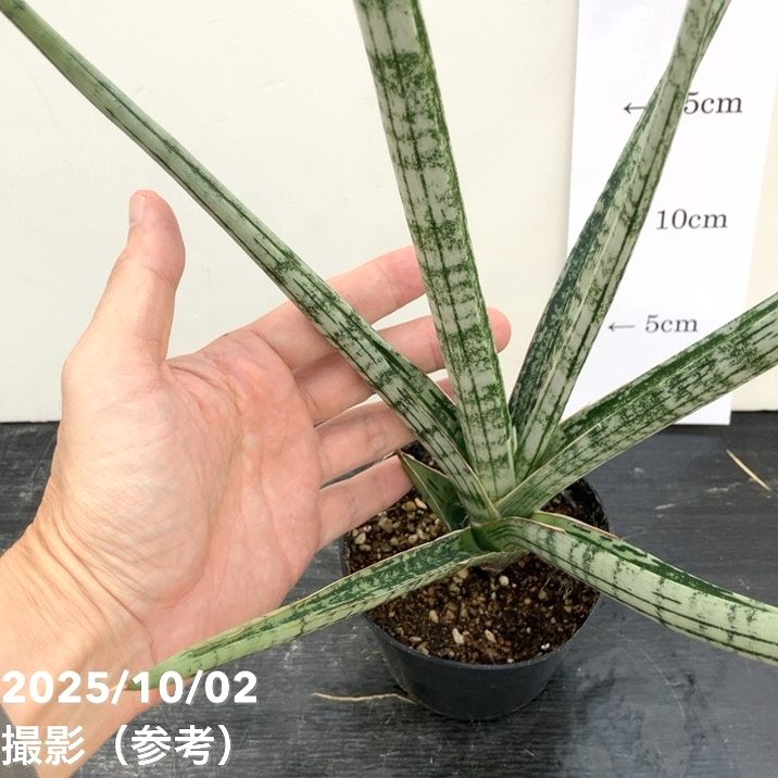 現品お届け】サンスベリア 3.5号 トライデント Trident （S193）| 葉02