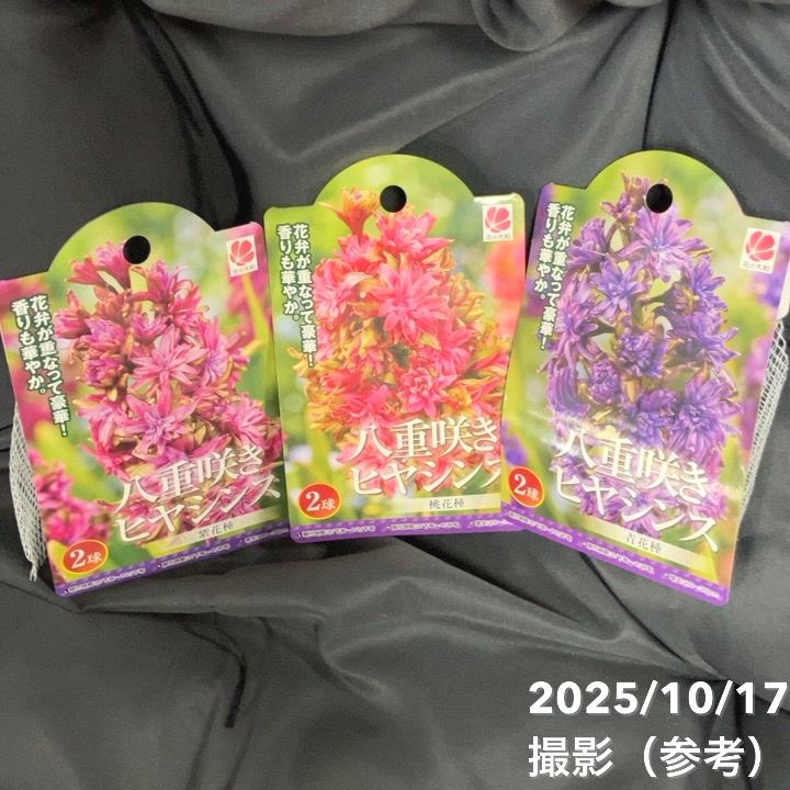 八重咲きヒヤシンス 桃花・青花・紫花 各2球入り×3袋セット｜球根04-PA