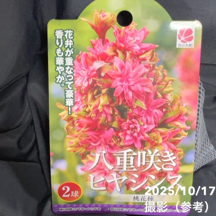 八重咲きヒヤシンス 桃花・青花・紫花 各2球入り×3袋セット｜球根04-PA