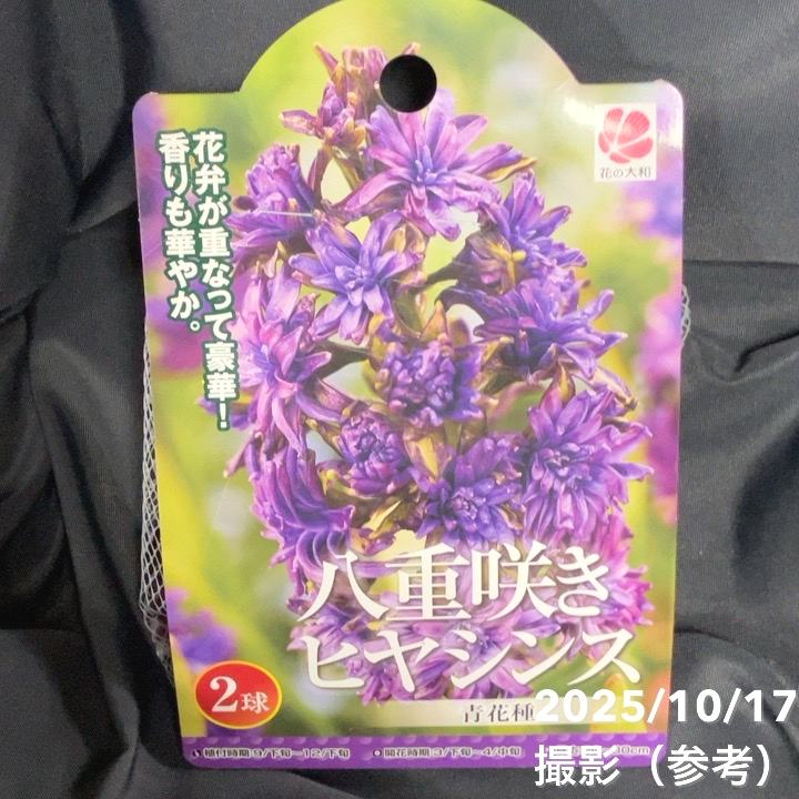 八重咲きヒヤシンス 桃花・青花・紫花 各2球入り×3袋セット｜球根04-PA