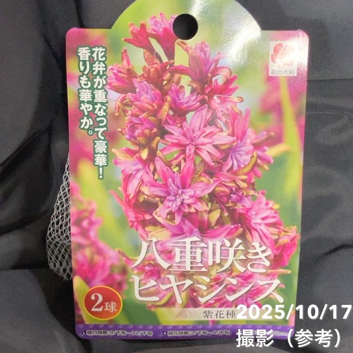八重咲きヒヤシンス 桃花・青花・紫花 各2球入り×3袋セット｜球根04-PA