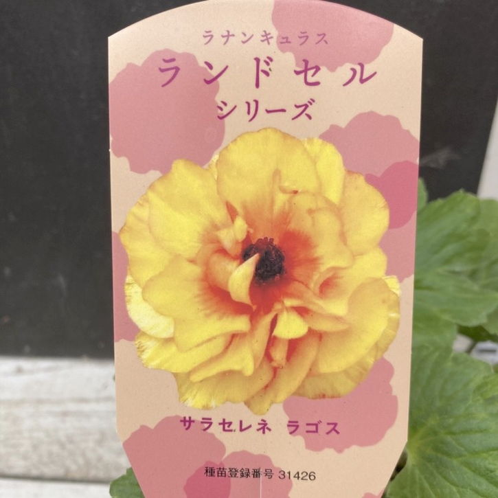 ラナンキュラス ランドセルシリーズ 3.5号 サラセレネ ラゴス｜草花04