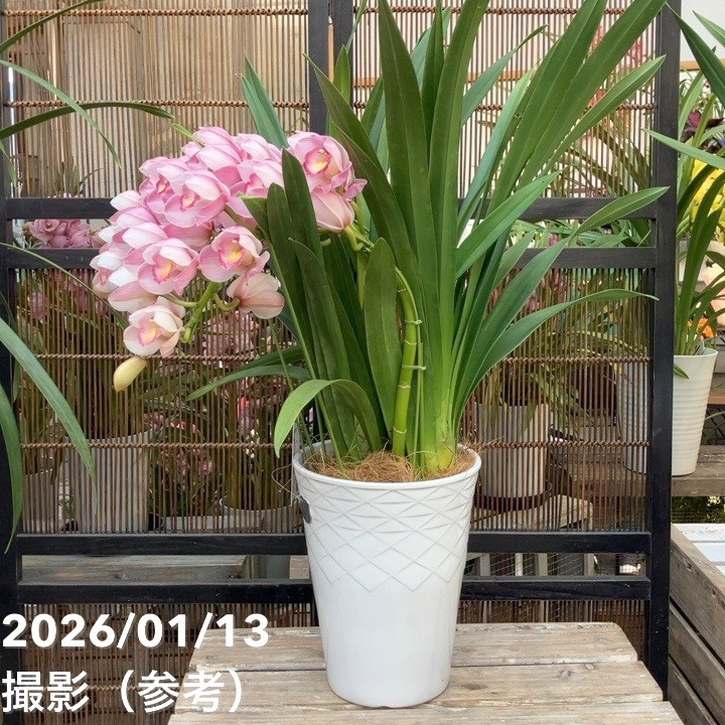 ☆シンビジューム☆☆アーチ型7号鉢☆2 〜5F☆ シンビジューム アーチ 7号陶器鉢 3本立 リボンの騎士 リボンノキシ