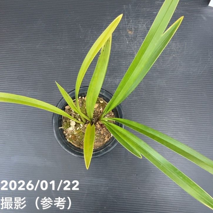 花芽1個付き＞キンリョウヘン 4号（常盤錦）｜ミツバチ蘭｜洋蘭10-TU