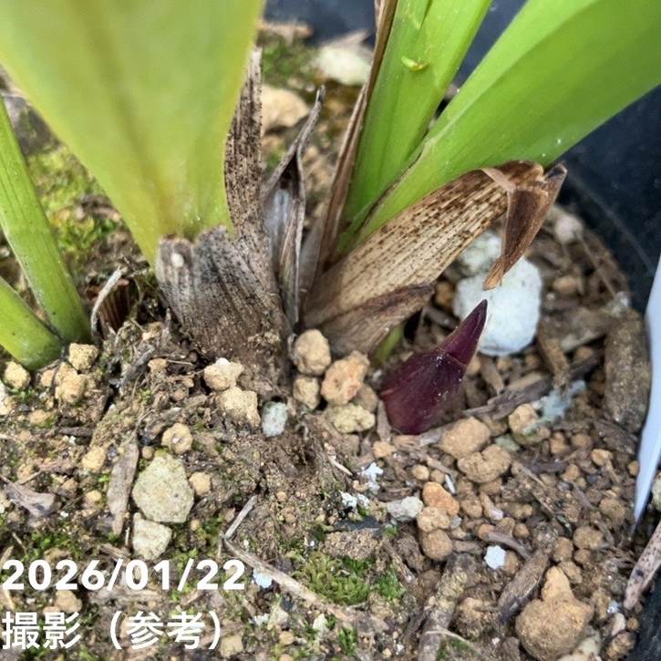 花芽1個付き＞キンリョウヘン 4号（常盤錦）｜ミツバチ蘭｜洋蘭10-TU