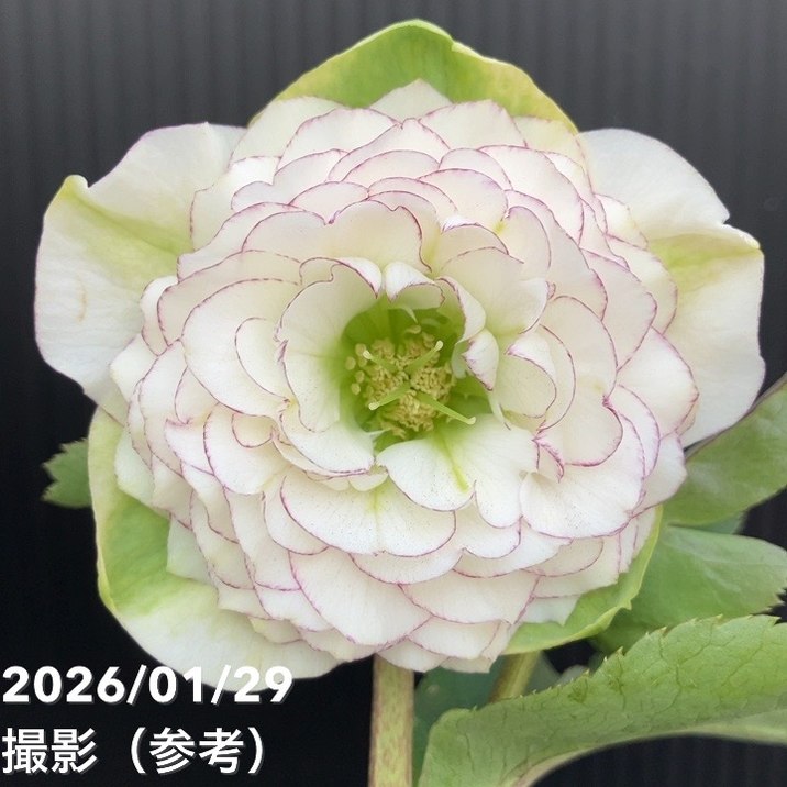 一点物】横山園芸 クリスマスローズ プリマドレス 4.5号（YK17）｜山野