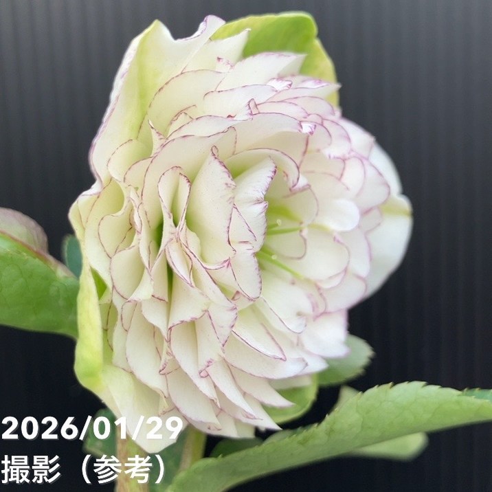 一点物】横山園芸 クリスマスローズ プリマドレス 4.5号（YK17）｜山野