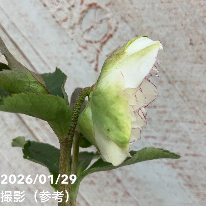 一点物】横山園芸 クリスマスローズ プリマドレス 4.5号（YK17）｜山野