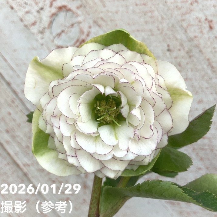 一点物】横山園芸 クリスマスローズ プリマドレス 4.5号（YK17）｜山野