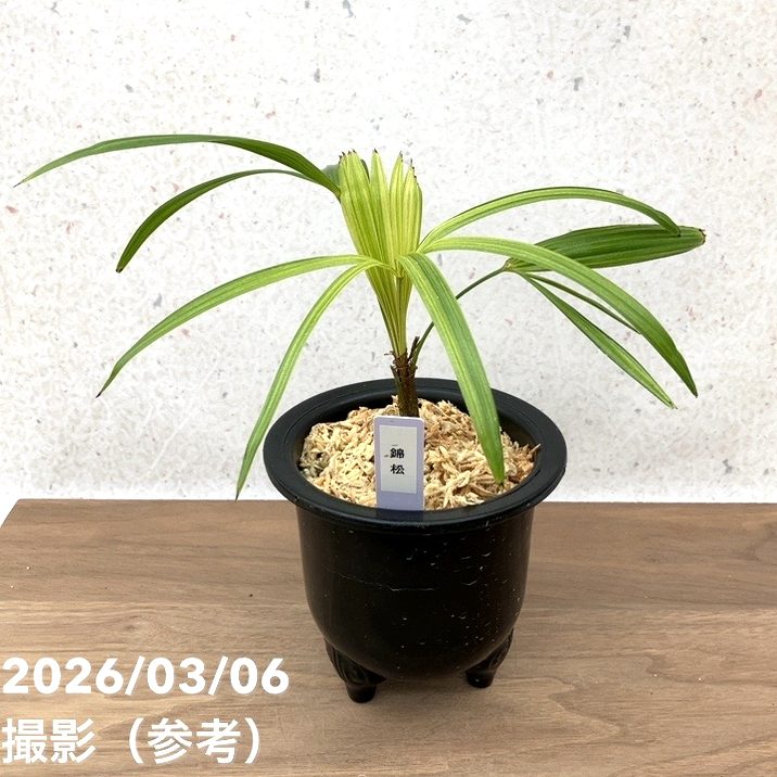 数量限定】観音竹 カンノンチク 松華錦 しょうかにしき プラ鉢｜観葉10