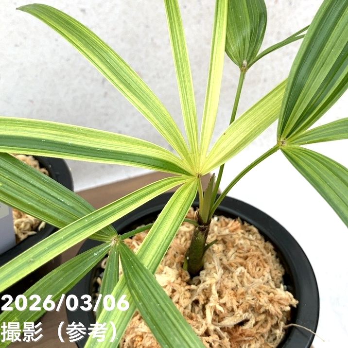 数量限定】観音竹 カンノンチク 松華錦 しょうかにしき プラ鉢｜観葉10