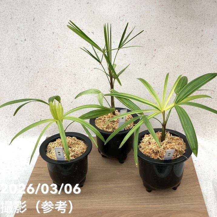 呉竹 松花(しょうか) 呉竹 松花(しょうか) 7.5丁型 ＜値上り前の旧価格品＞ - 書道用具専門